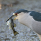 Illustration for article titled Six Mile Cypress Slough - Photos